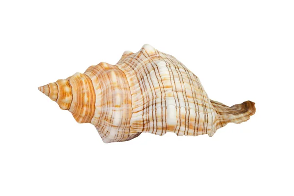 Sea shell on white background — Stock Photo, Image