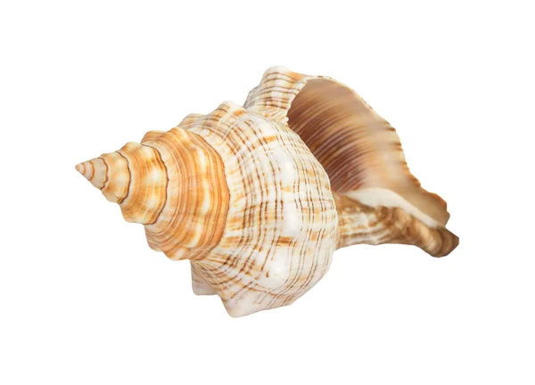 Seashell na bílém pozadí — Stock fotografie