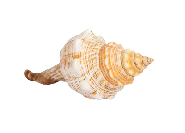 Seashell på vit bakgrund — Stockfoto