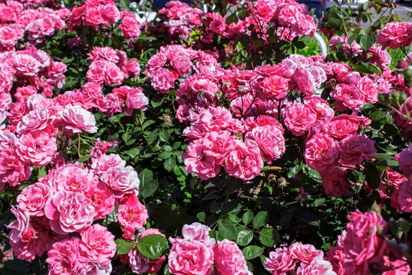 Bush av rosor på ljusa sommardag — Stockfoto