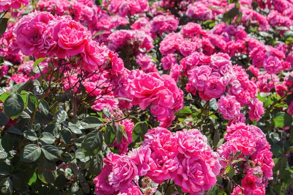 Bush av rosor på ljusa sommardag — Stockfoto