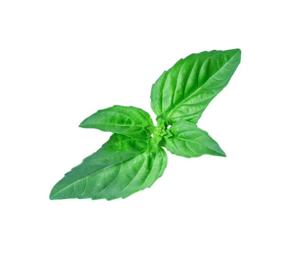 Menta verde fresca aislada — Foto de Stock