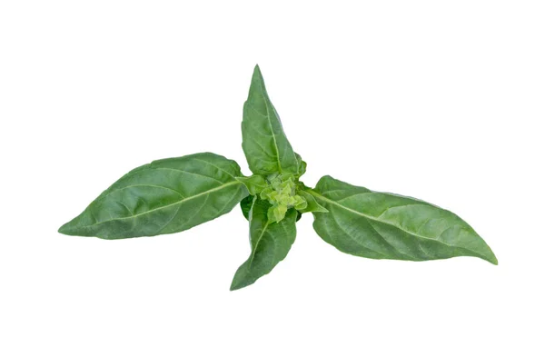 Menta verde fresca aislada — Foto de Stock