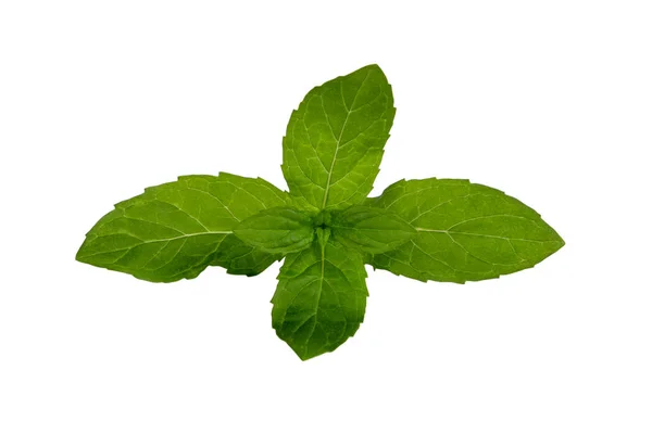 Fresh mint isolated — Stock Photo, Image