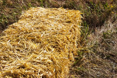 Gün batımı preslenmiş saman briket sahada sahasının yalan hasat pressed saman briket yaptı