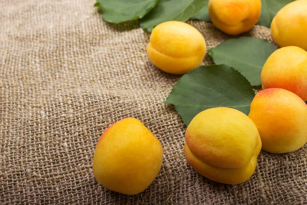 arka plan çuval bezi üzerinde bir kabın içinde kayısı.