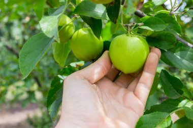 Bahçıvan eli yeşil elma topluyor. Ellerin ağaçtaki elmalara uzansın.