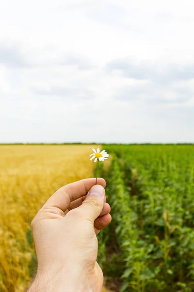 Detail z rukou a sedmikráska květ, pole slunečnic a pšenice na pozadí. — Stock fotografie