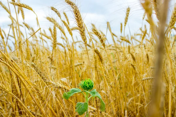 Květ slunečnice v pšeničné pole — Stock fotografie