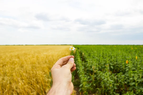 Detail z rukou a sedmikráska květ, pole slunečnic a pšenice na pozadí. — Stock fotografie