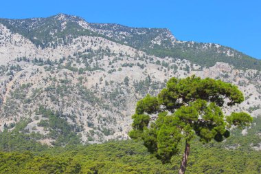 Yalnız ağaç arka planda dağların. Doğanın kompozisyon.