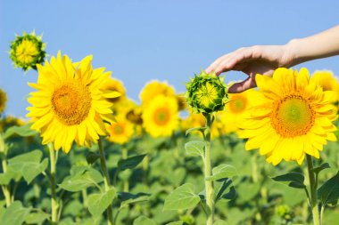 Bir kız olgun ayçiçeği bir alanda bir ayçiçeği dokunur. Ayçiçeği kadın avuç içi