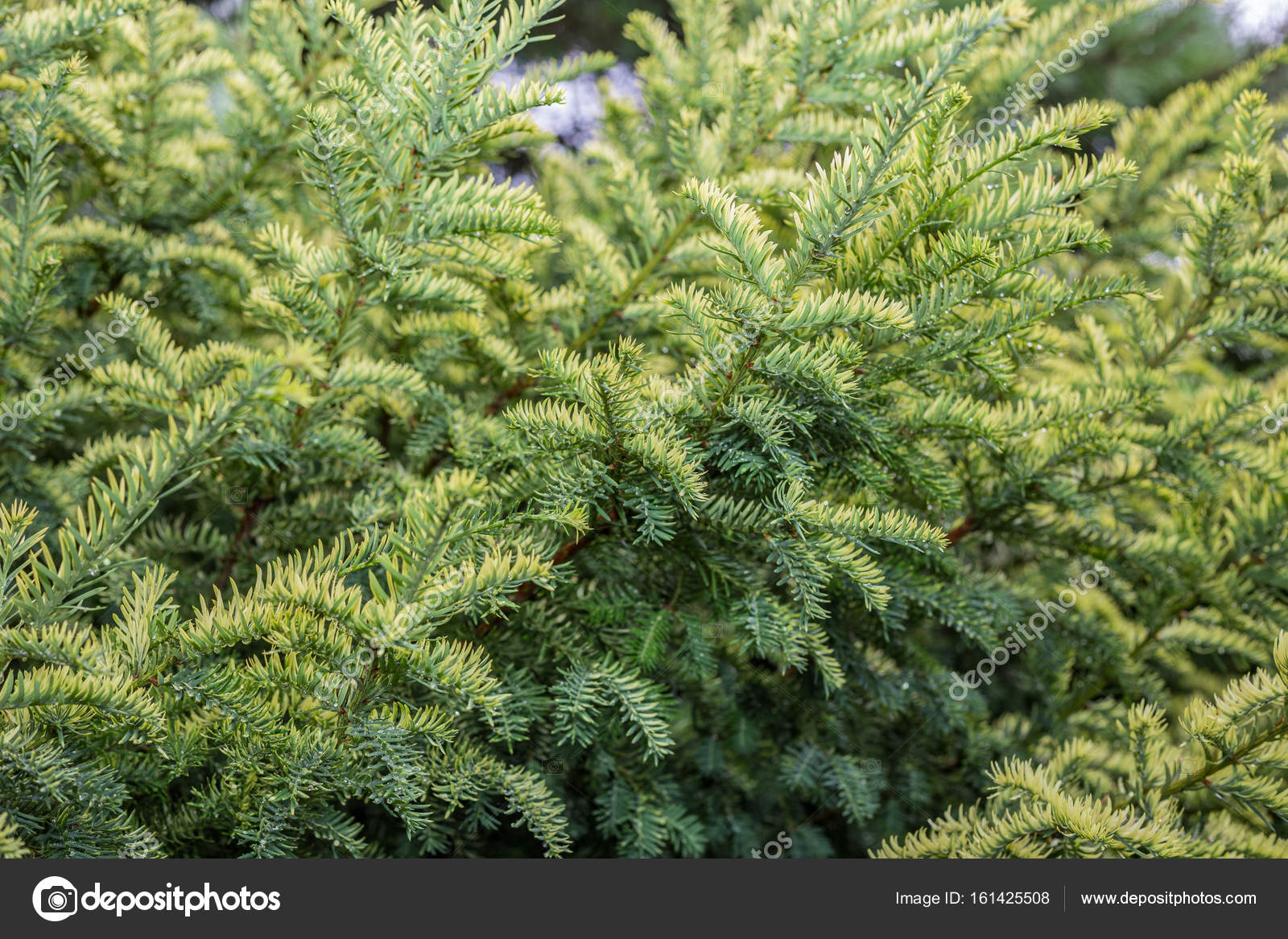 Cultivar creeping juniper Juniperus horizontalis Golden Carpet in the