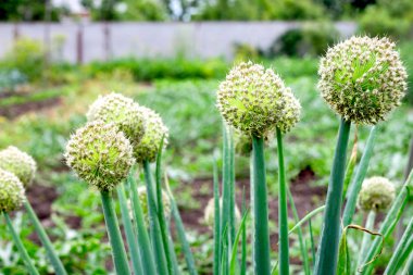 soğan çiçek sapları ile güzel bir manzara. Yaz aylarında portre