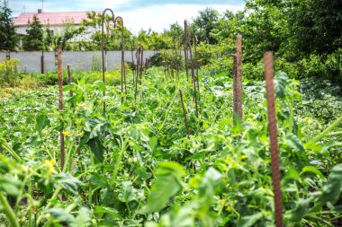 Köydeki bir bahçede salatalıklar. Şebekede salatalık felaketi. Açık havada salatalık yatağı. Boş alan