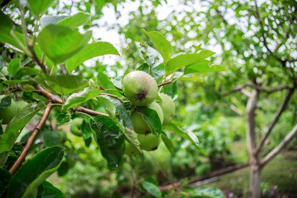 Pear after the rain in the garden. Natural food. — Stock Photo, Image