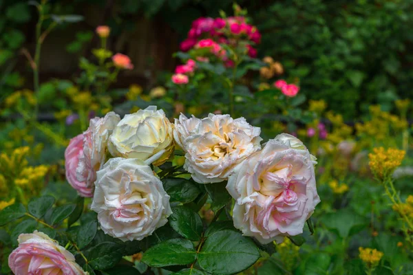 Růže na keři v zahradě. Mělké DOF — Stock fotografie