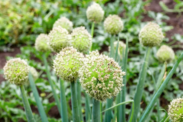 View beautiful of Onion flower stalks. Closeup in summer