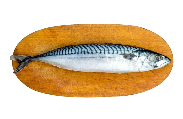 Fresh Mackerel Fish, Scomber scrombrus, on Wooden Chopping Block Board. Fresh Mackerel Isolated — Stock Photo, Image
