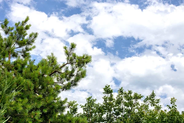Блакитне небо з хмарами і сосновими деревами зелені луки — стокове фото