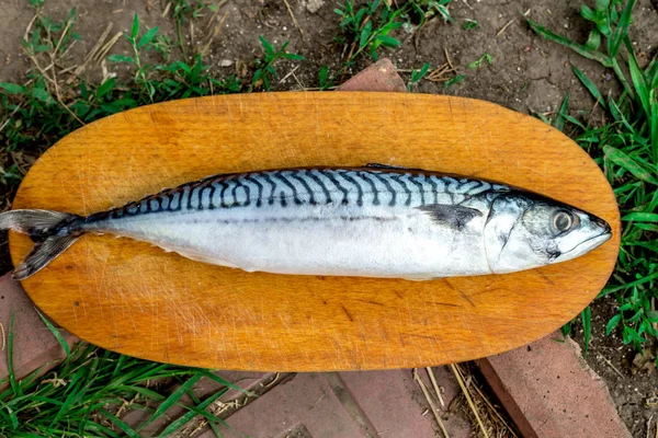 Pescado fresco de caballa, Scomber scrombrus, en tablero de bloques de madera. Caballa fresca — Foto de Stock