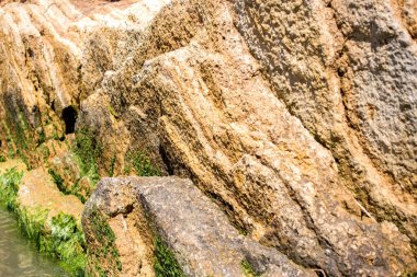 Yosun deniz taş. Yeşil algler kapsar deniz yüzeyi.