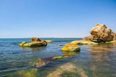 Yosun deniz taş. Yeşil algler kapsar deniz yüzeyi.