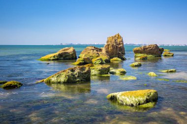 Deniz ve taş yeşil algler