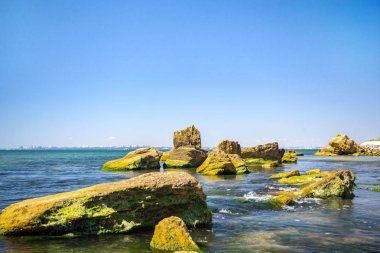 Yeşil algler kıyı taşla. Yeşil algler ile kaplı taş