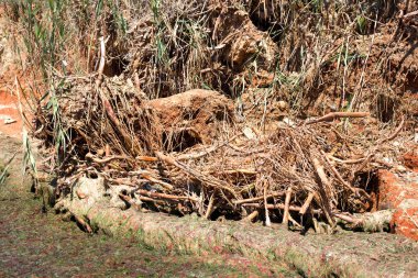 Sazlık kumlu sahil üzerinde kökleri