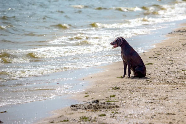 Dog watching the summer vacation view on the beach, thinking about life — Stock Photo, Image