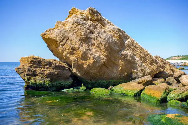 Deniz ve taş yeşil algler