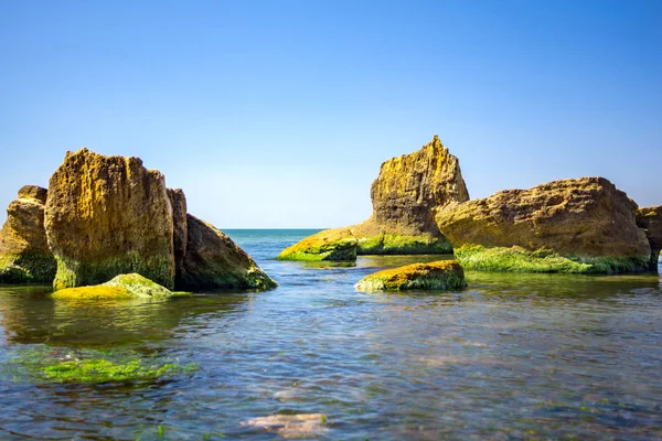 Yeşil algler kıyı taşla. Yeşil algler ile kaplı taş