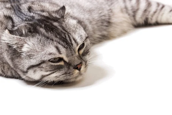 Gatito escocés cansado sobre un fondo blanco. Gatito escocés en la recepción de un médico — Foto de Stock