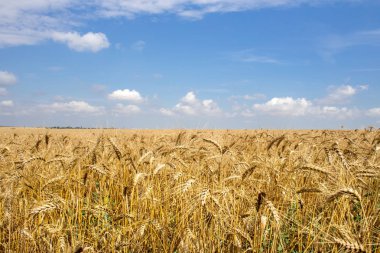 Mavi gökyüzü ve bulutların altında Altın Buğday Tarlası