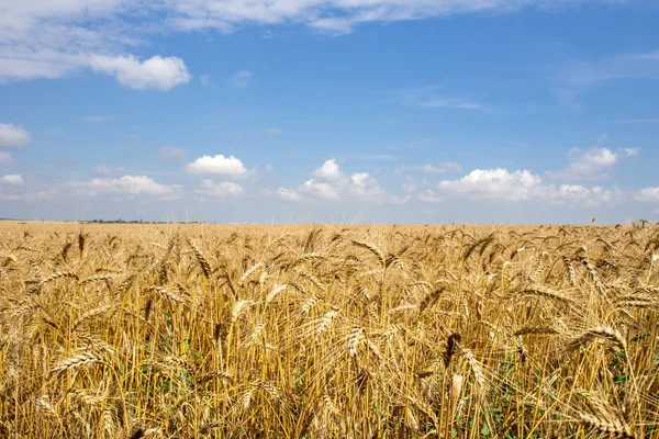 Mavi gökyüzü ve bulutların altında Altın Buğday Tarlası