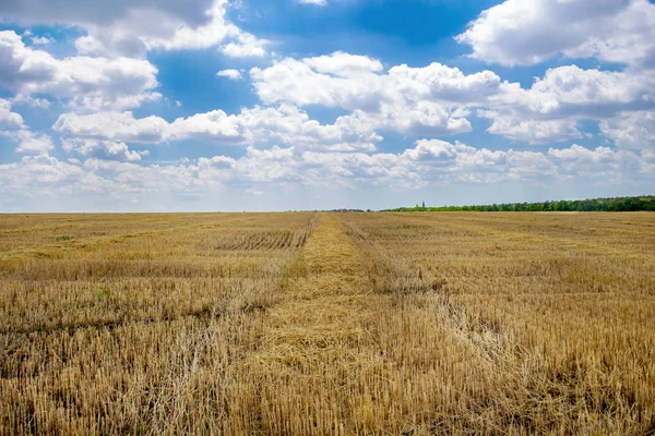 Letní pšeničné pole po sklizni Ukrajina, Evropa — Stock fotografie
