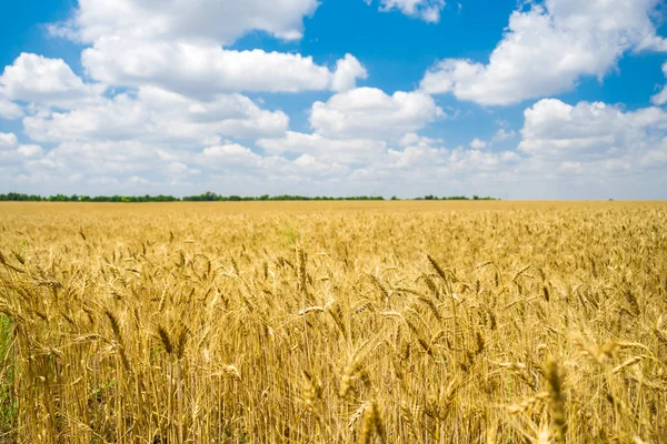 Zlaté pšeničné pole připravené ke sklizni s modrou oblohou — Stock fotografie