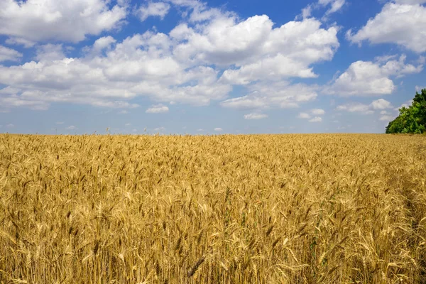 Pole s zlaté uši pšenice v západu slunce — Stock fotografie