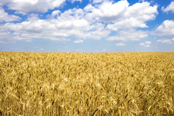 Alan olgun buğday hasat gün güneşli yaz önce.