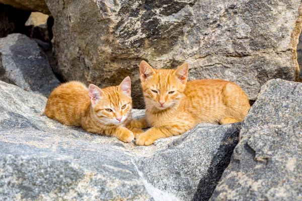 Two cute kittens playing on the stone — Stock Photo, Image