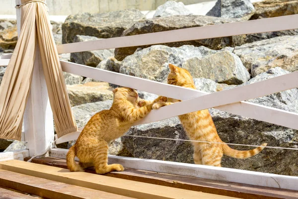 Two Yellow kittens playing outside. Two cat fight and play in stone