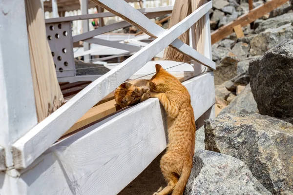 Two Yellow kittens playing outside. Two cat fight and play in stone