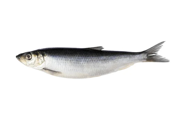 Hering isoliert auf weißem Hintergrund. frischer Heringsfisch — Stockfoto