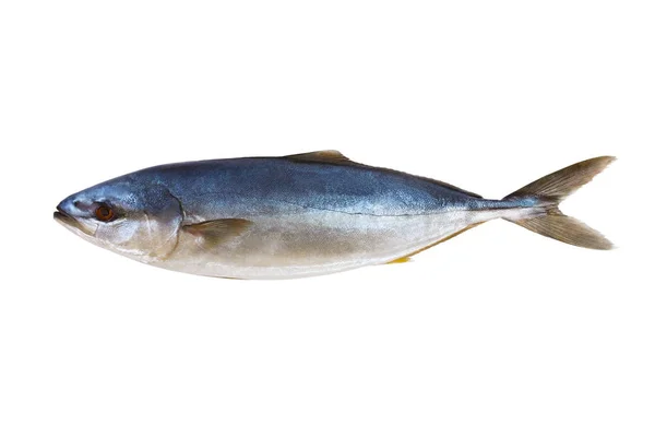 Atún pescado fresco aislado sobre un fondo blanco — Foto de Stock