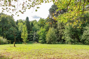 yemyeşil ağaçlar ve çim büyük glade sonbahar günü içinde