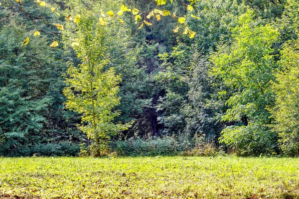 Glade sonbahar ormanda ağaçta