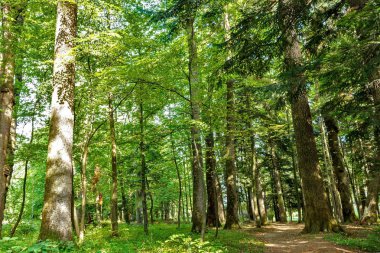 Orman ağaçları. Doğa yeşil ahşap arka güneşli bir gün