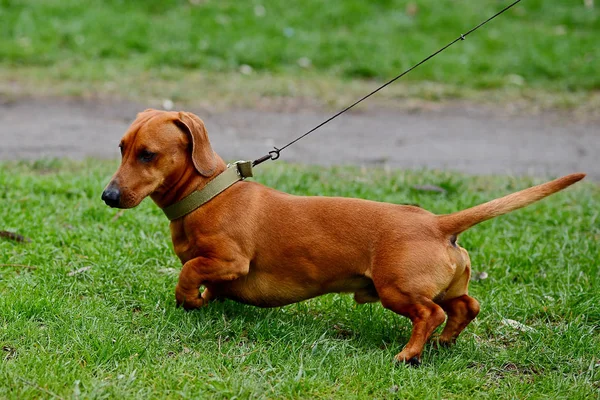 Portrait of a brown dachshund dog in a park — Stock Photo, Image