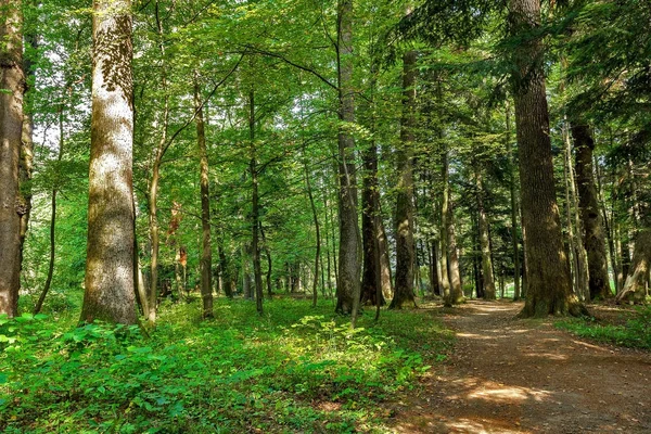 Landscape with rural roads fork in forest